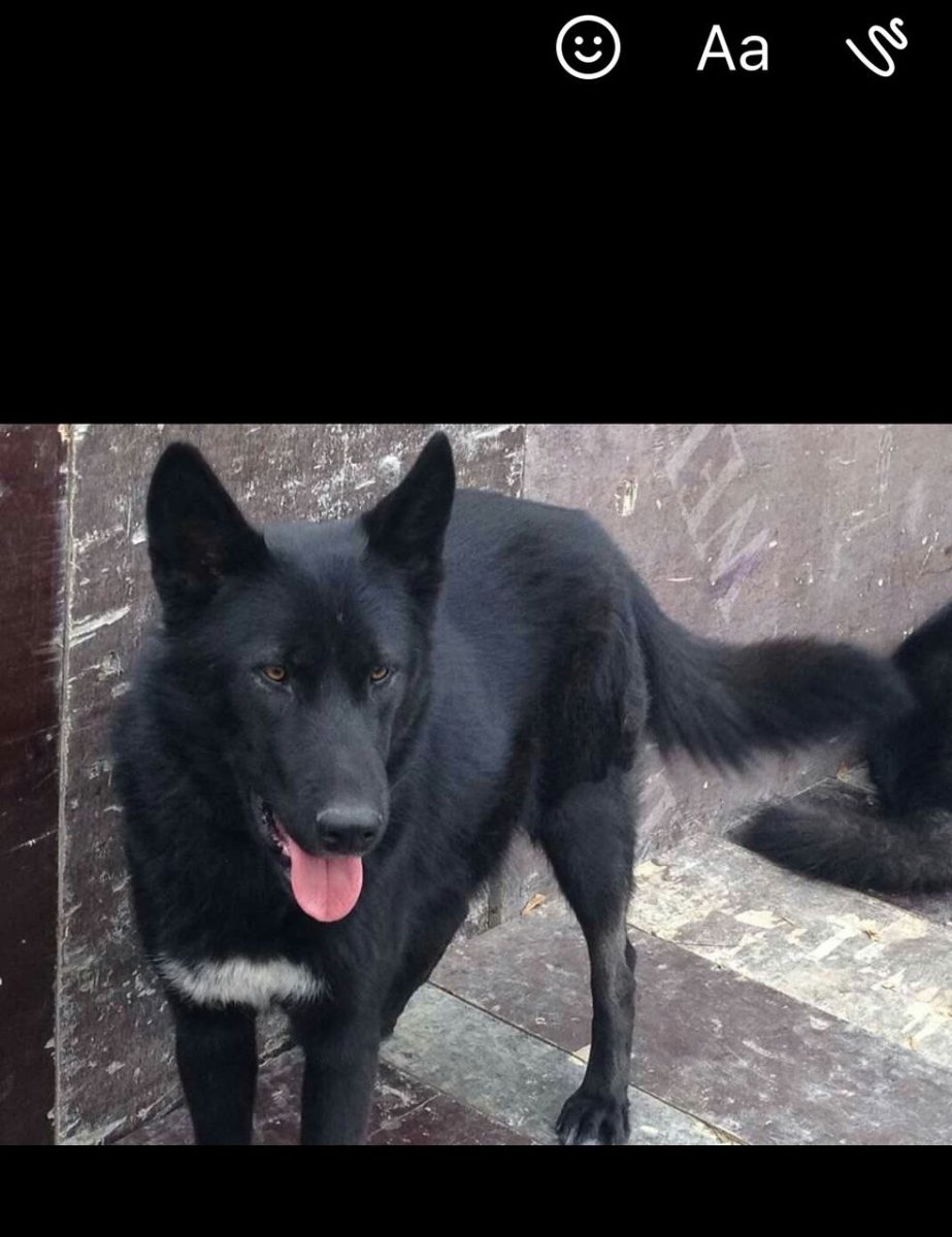 Собака вольфхунд