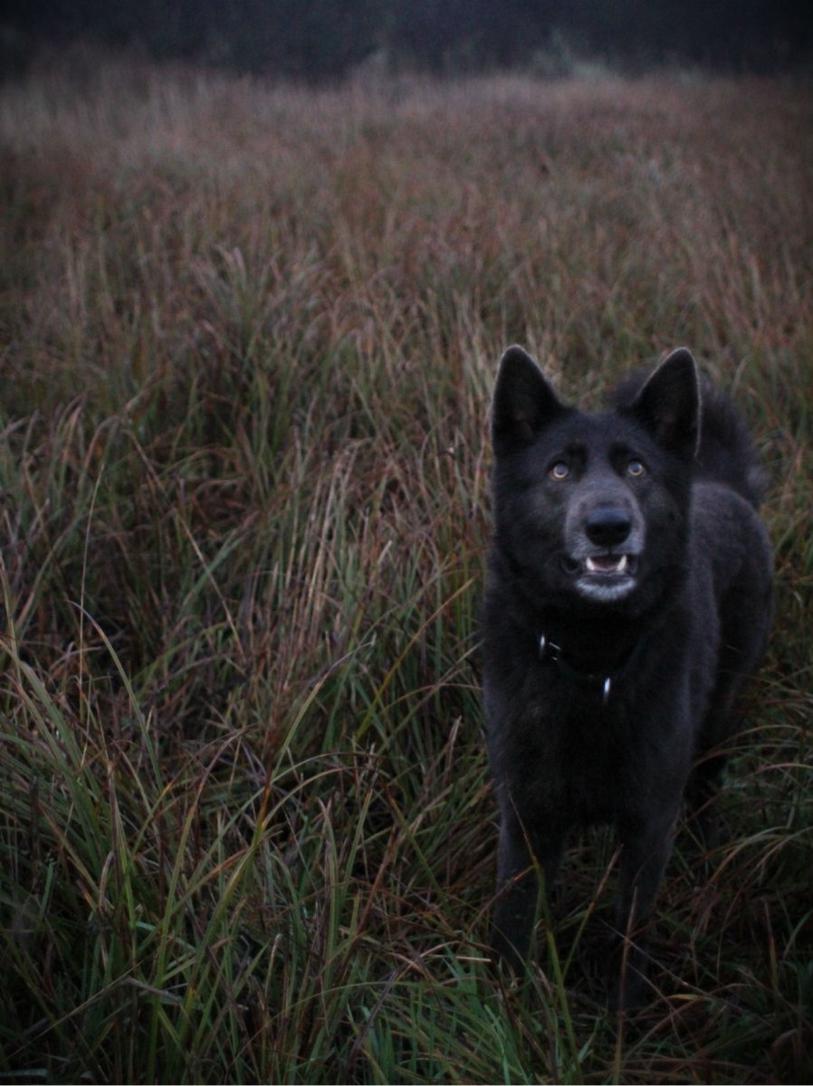 Собака вольфхунд
