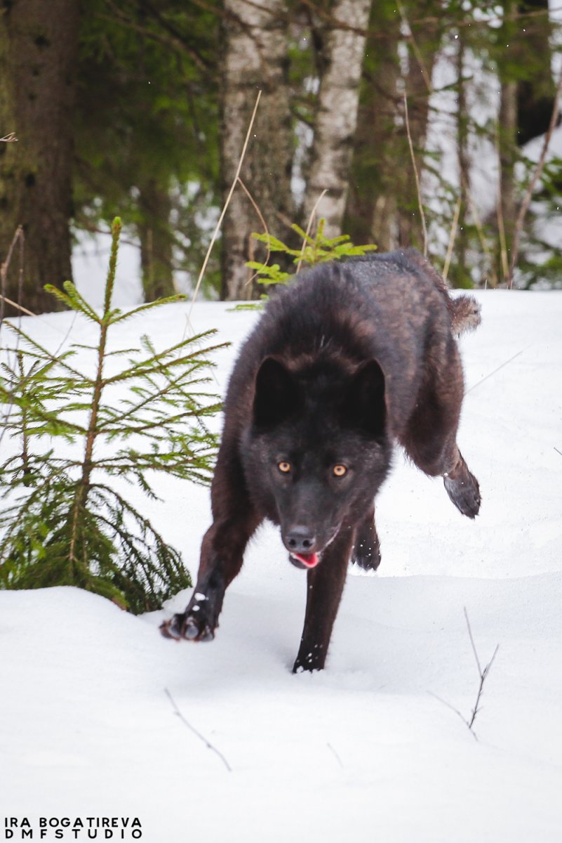 Канадский маламут вольфхунд