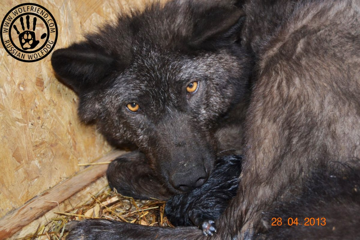 Вольфхунд Чара