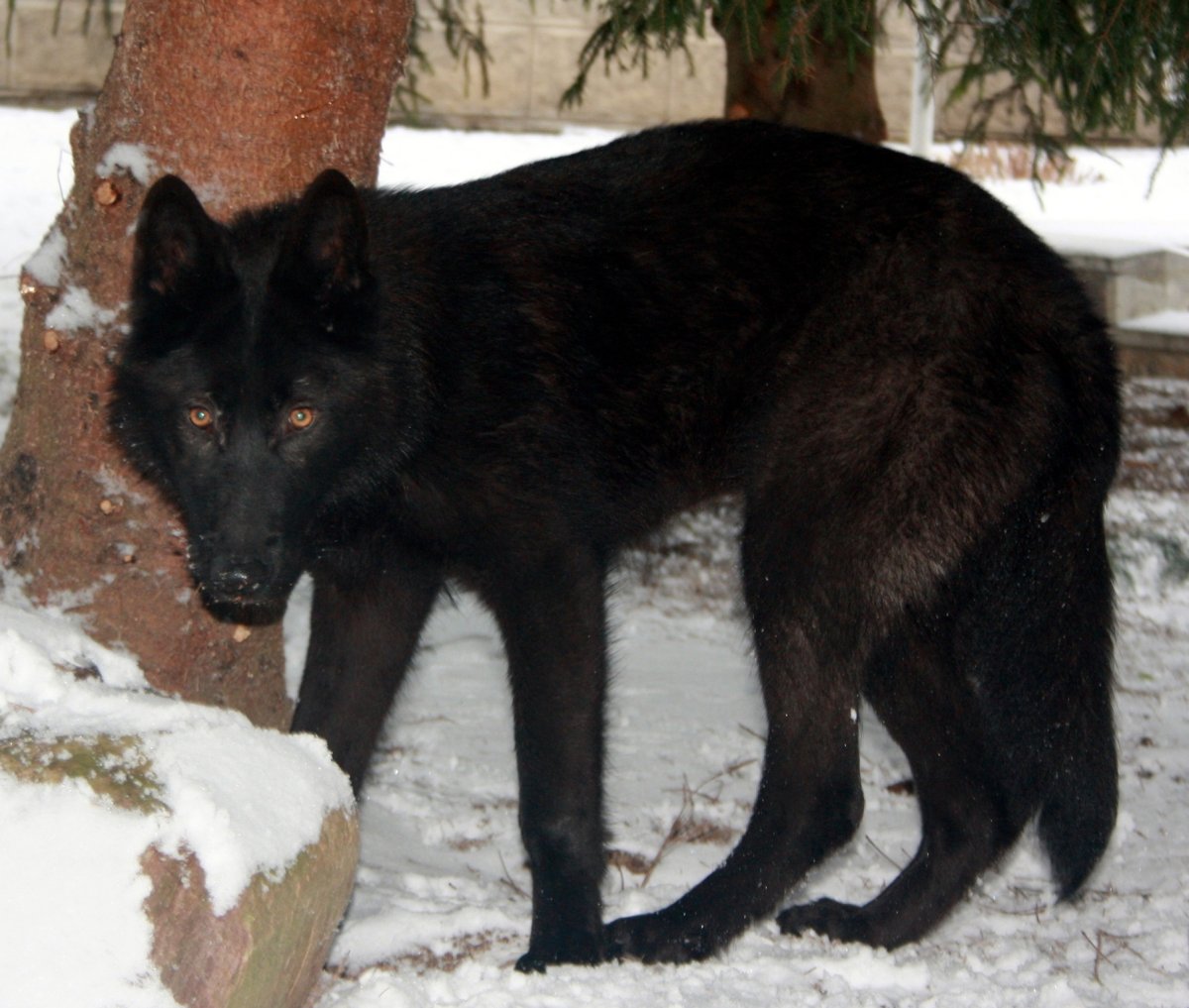 Вольфхунд черный