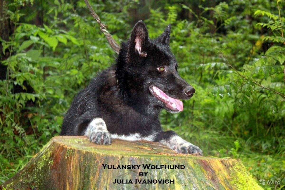Аляскинский вольфхунд