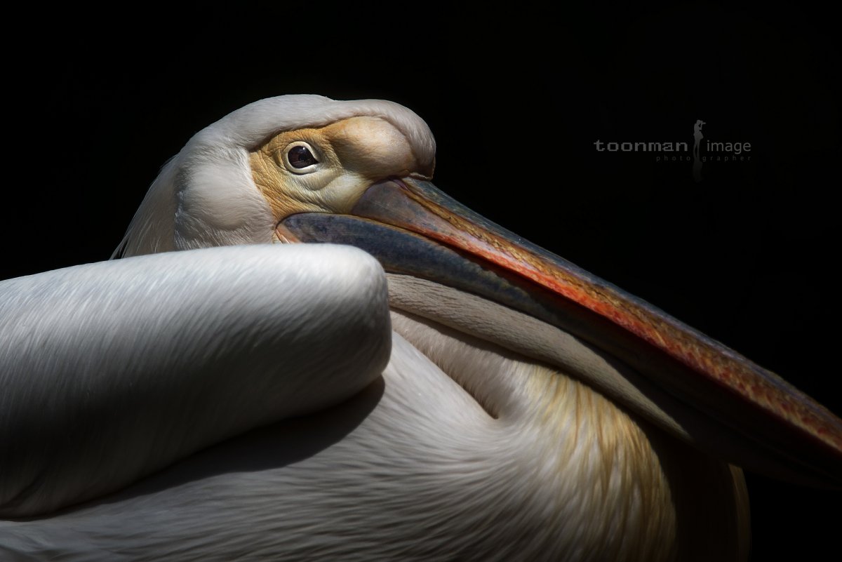 Пеликан с черным клювом