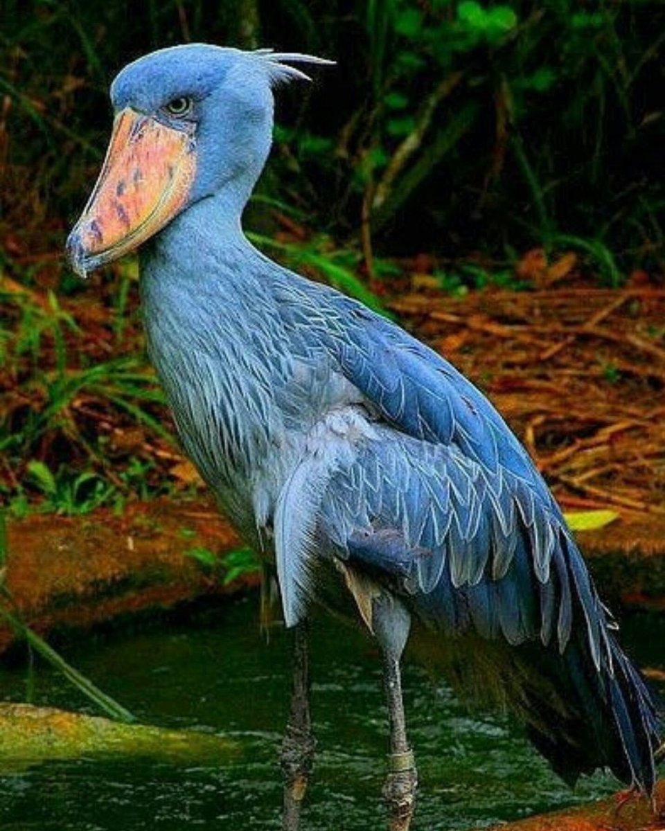 Королевский китоглав птица