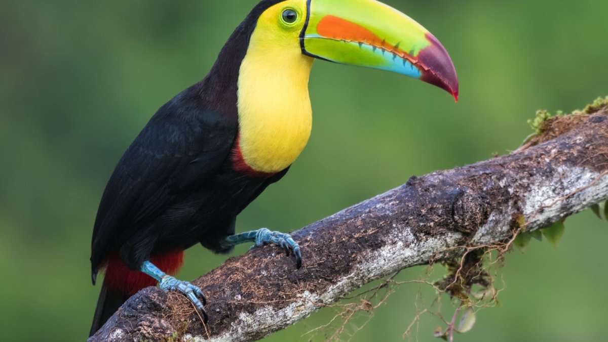 Лимонногорлый Тукан