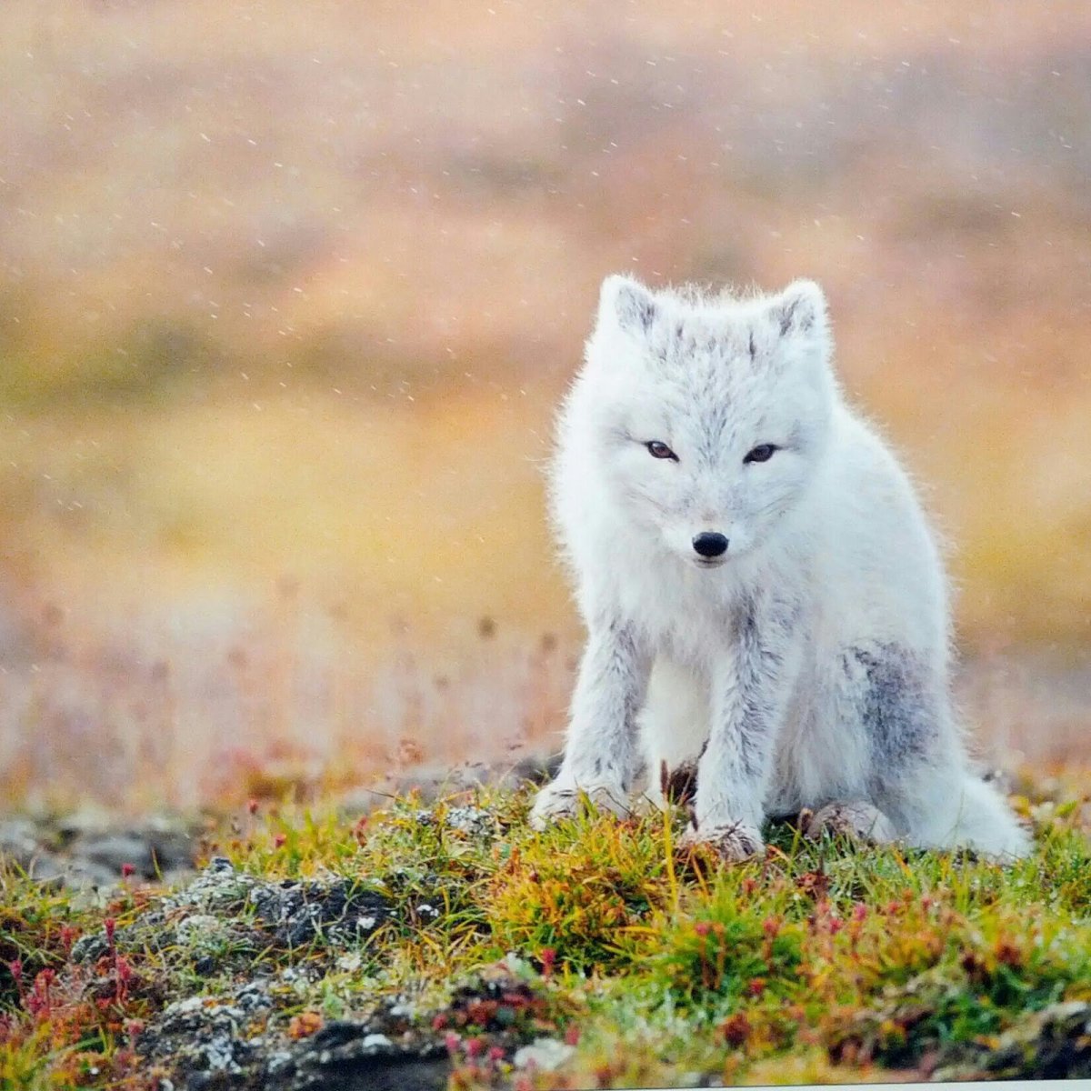 Остров Врангеля песец
