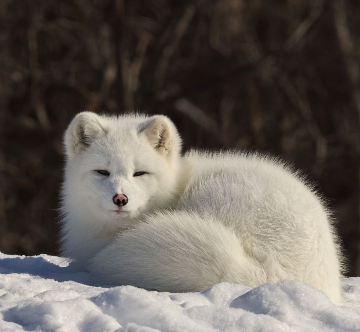 О животных тундры песец