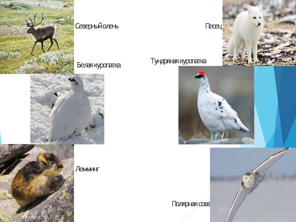 Птицы тундры