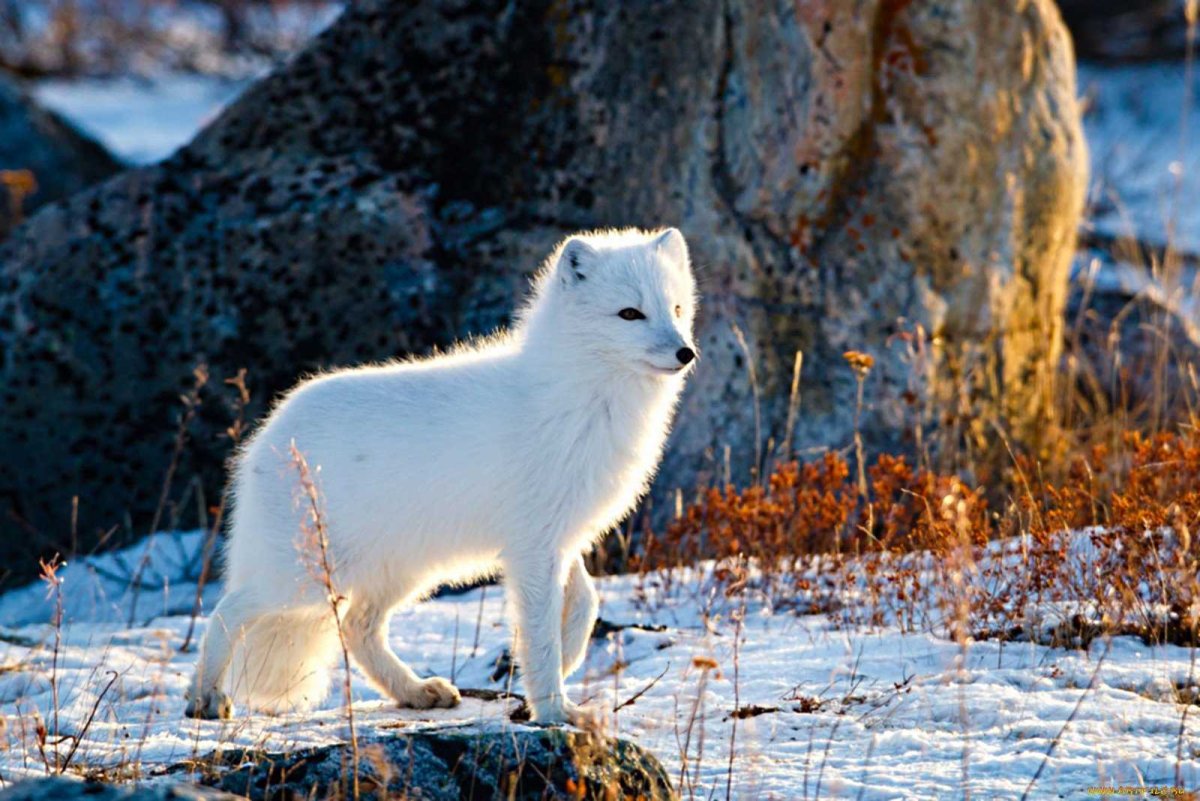 Песец в тундре