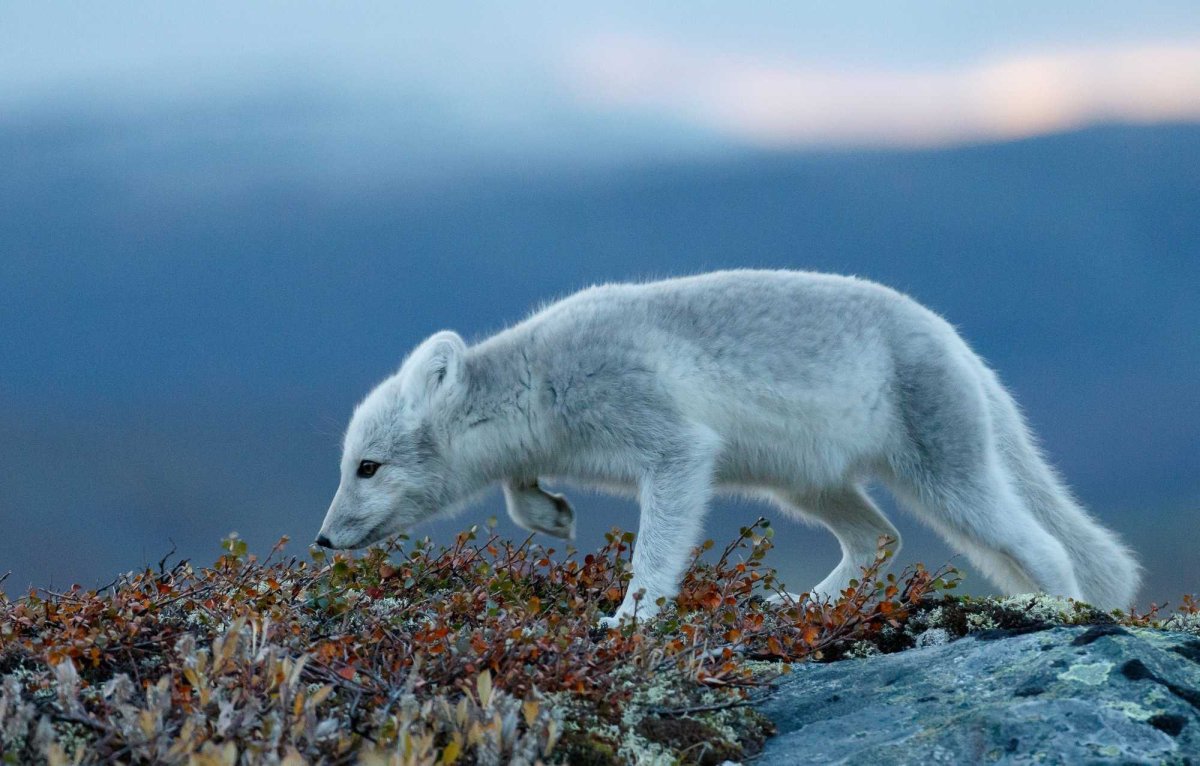 Песцы тундра Северная Америка