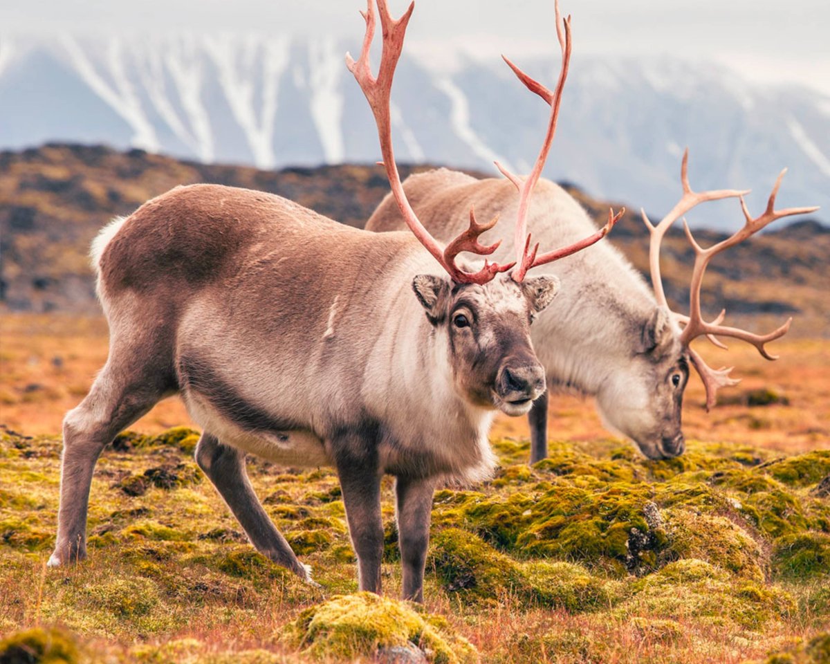 Северный олень в тундре