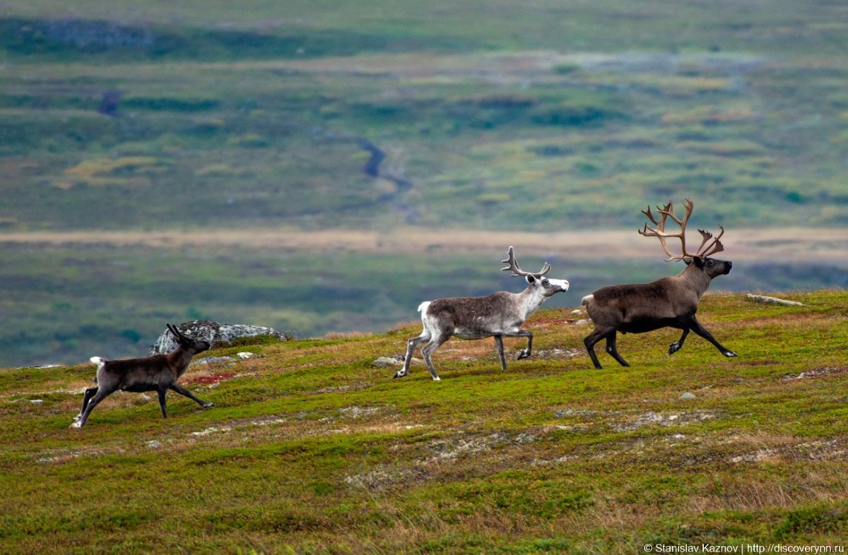 Дикие Северные олени Кольский полуостров
