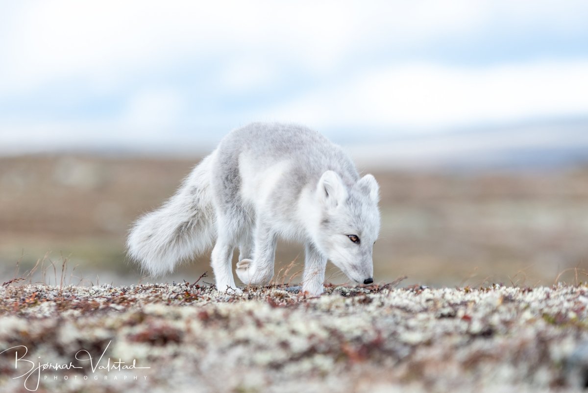 Тундровый волк