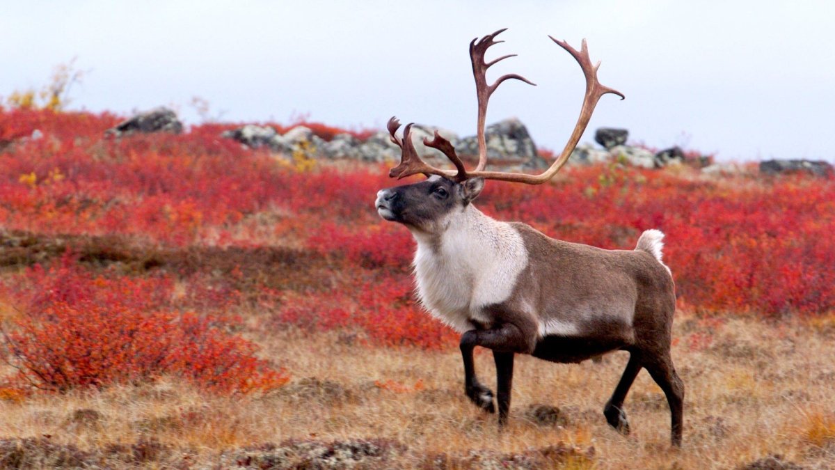 Дикий Северный олень в тундре