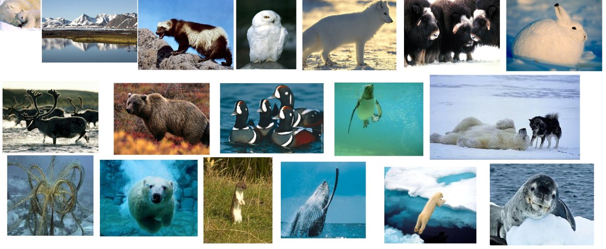 Животные арктической экосистемы
