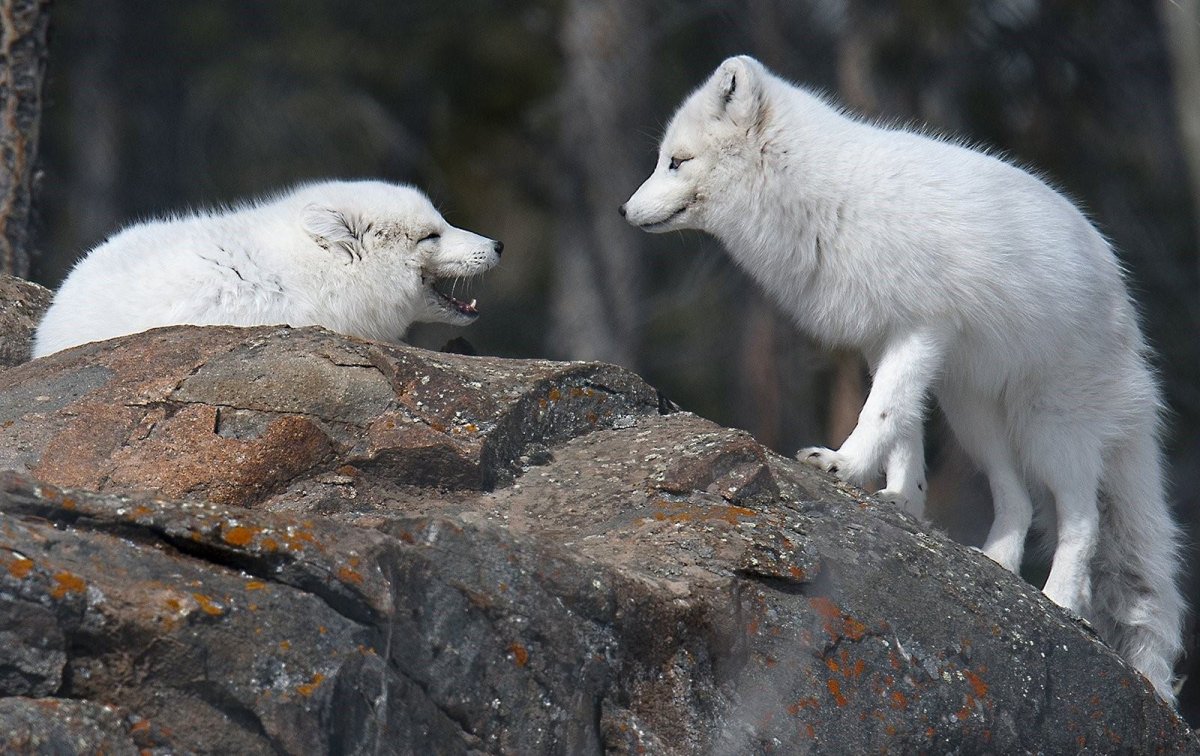 Тундровый песец
