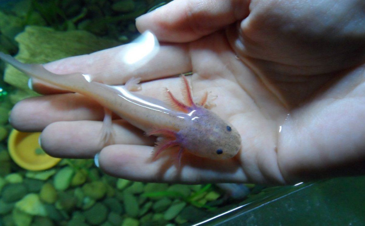 Рыбка Тритон аквариумная аксолотль