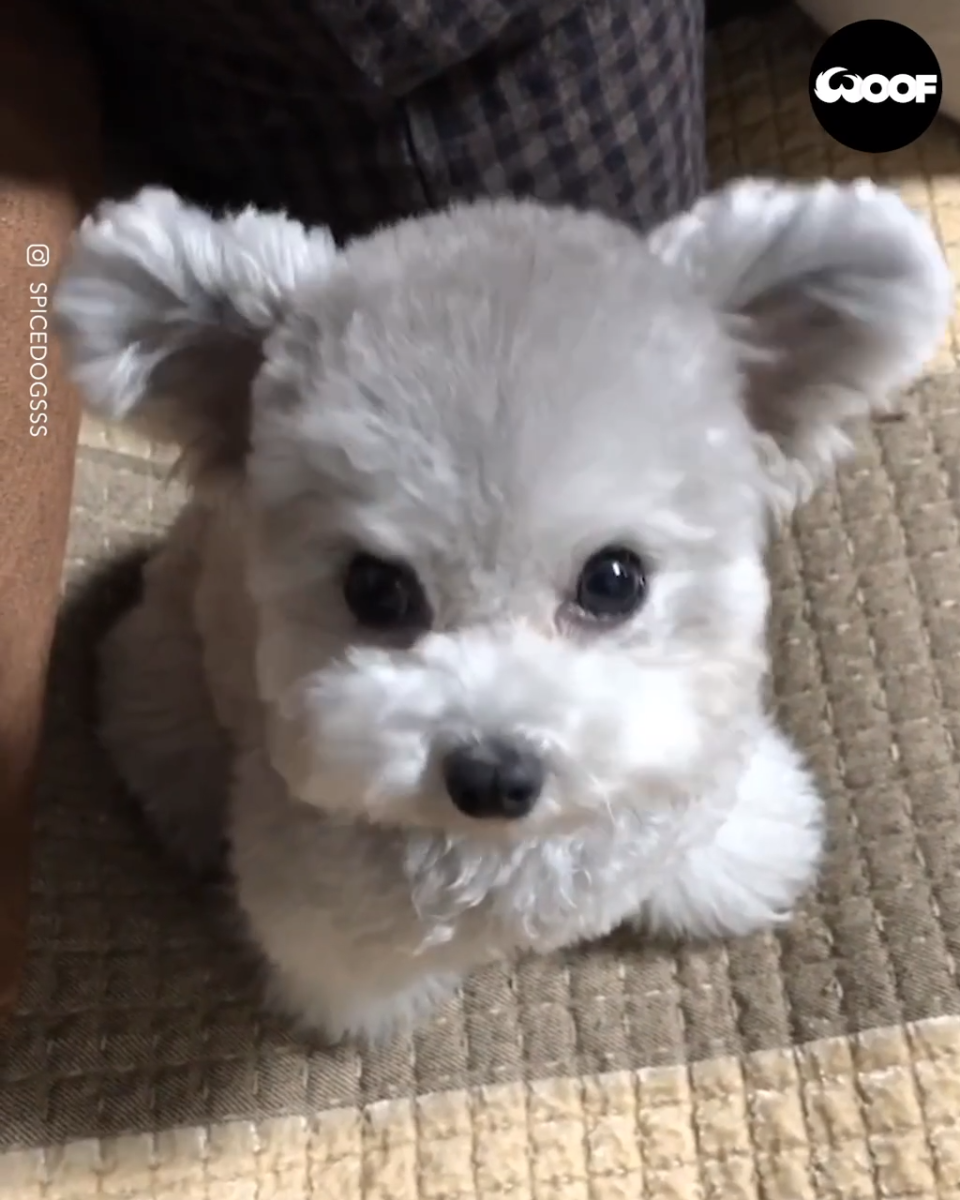 Мини собаки