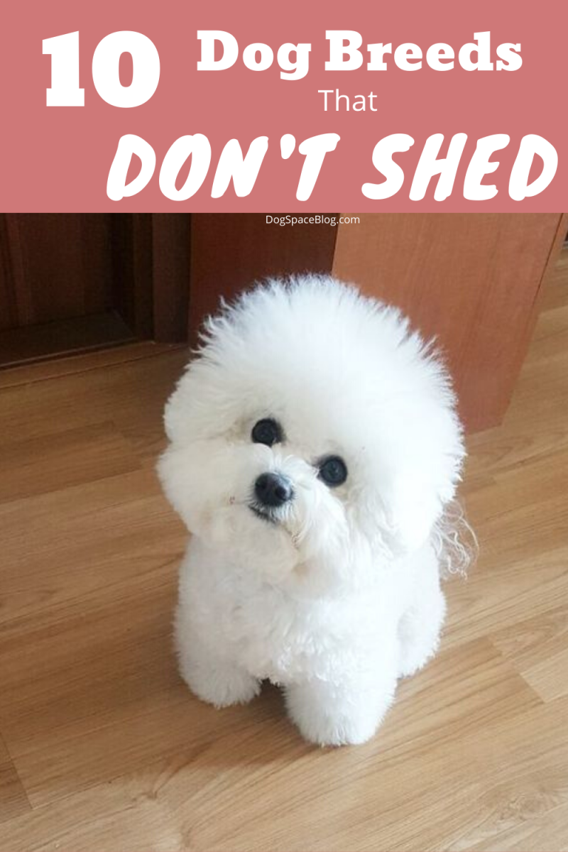 Порода собак Бишон фризе