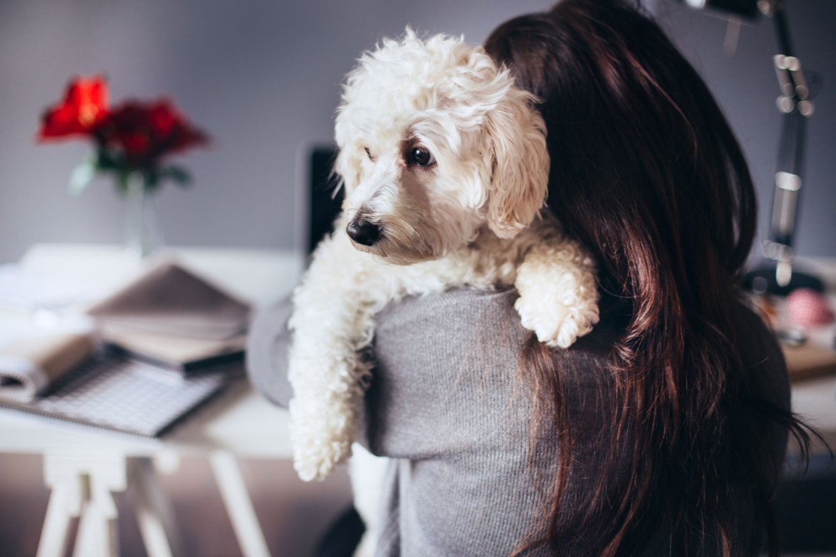 Антиаллергенная собака