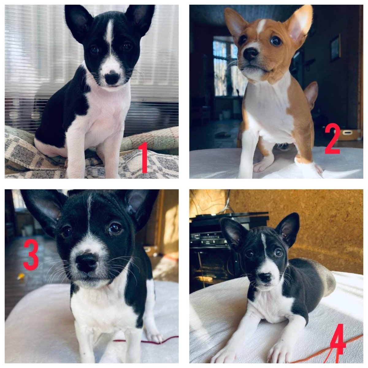 Продаются щенки