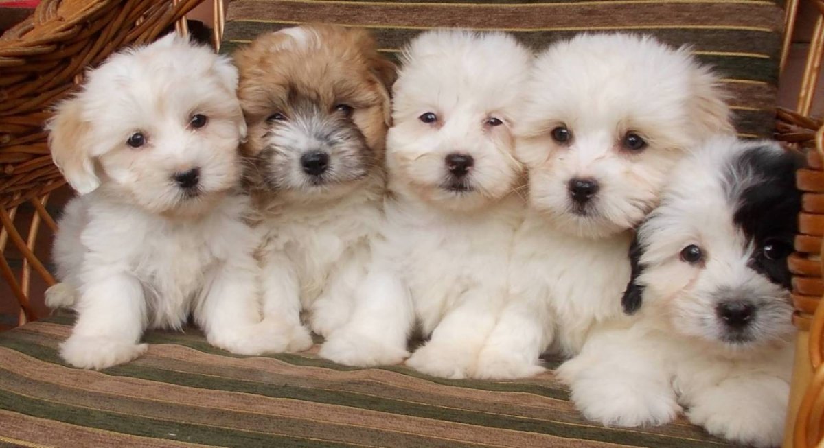 Самые гипоаллергенные собаки