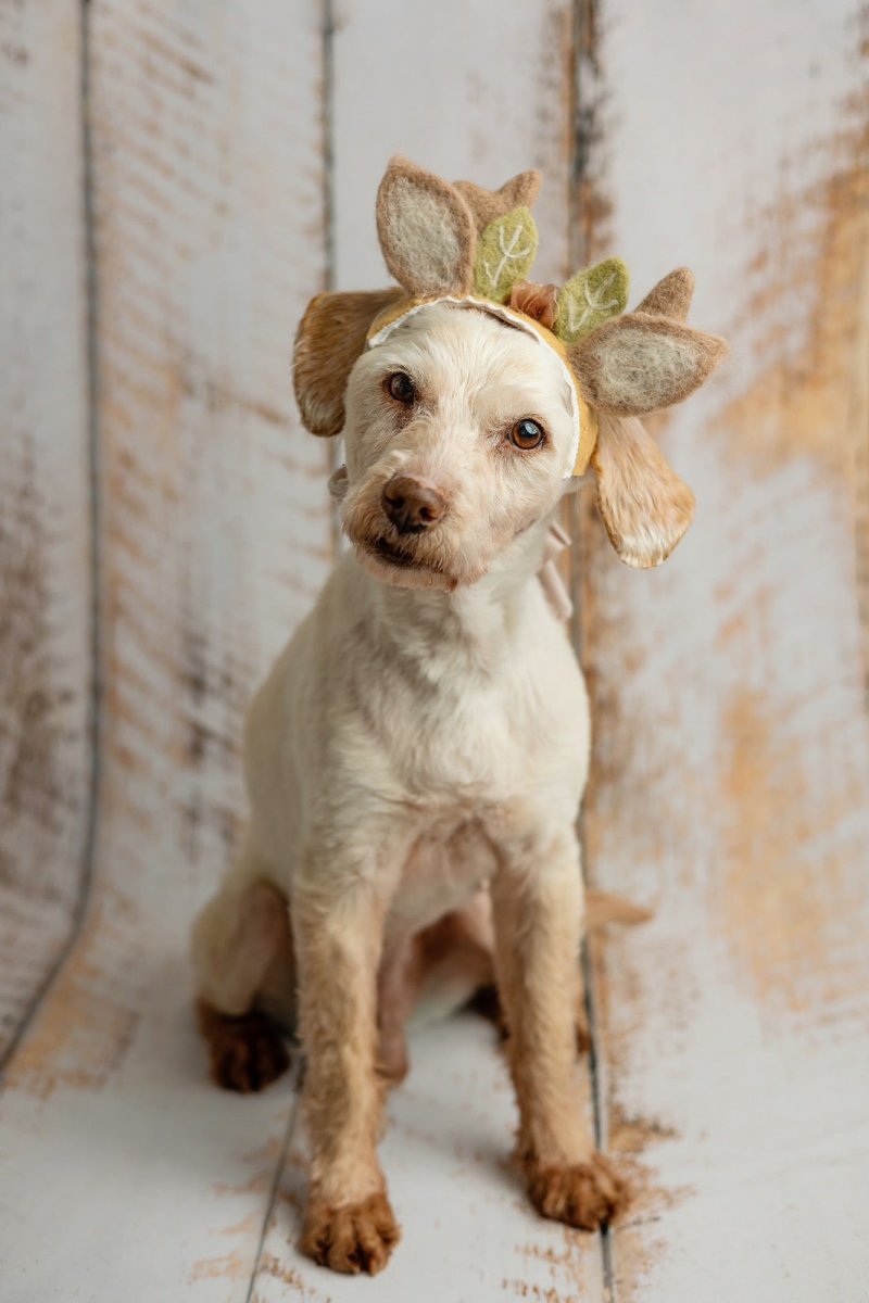 Парсон Рассел терьер жесткошерстный