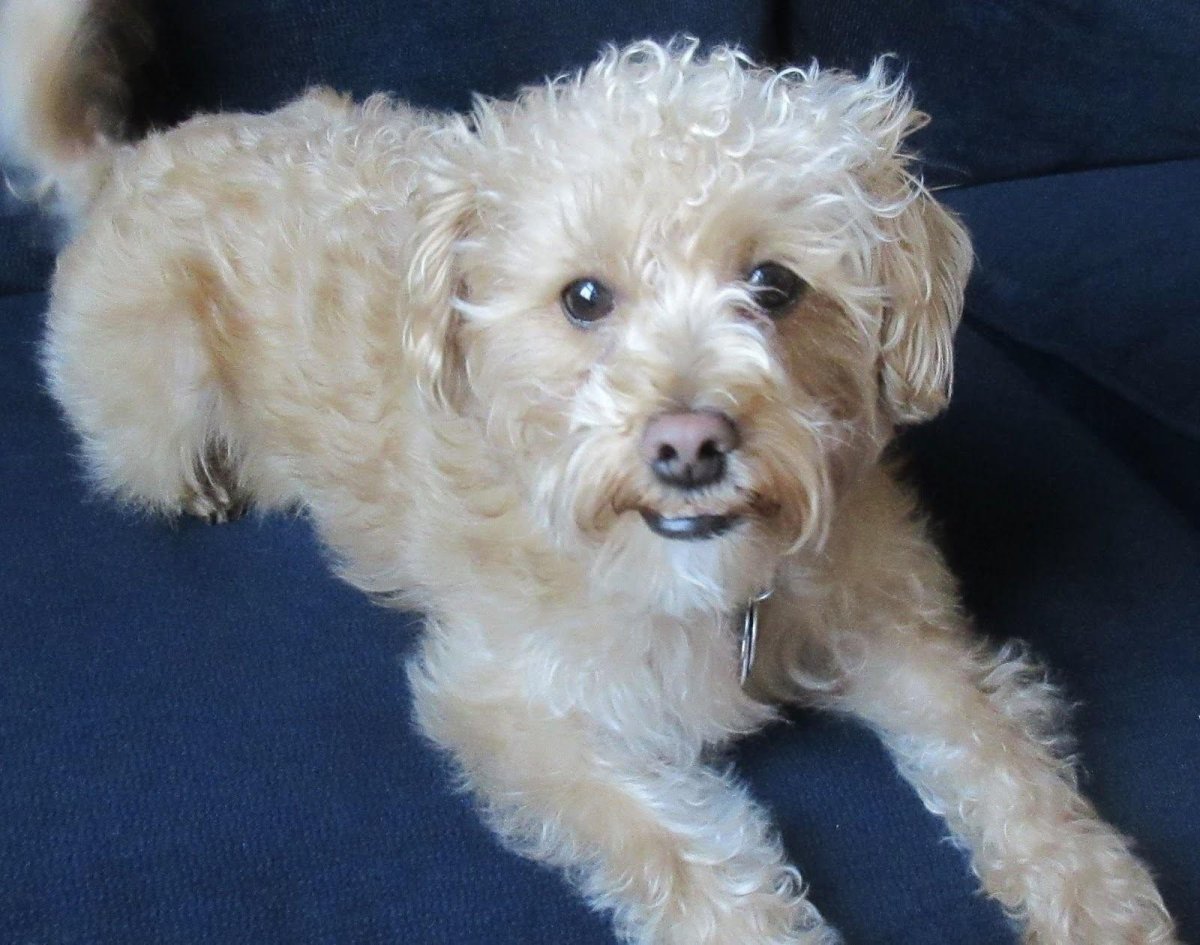 Собаки с неаллергенной шерстью