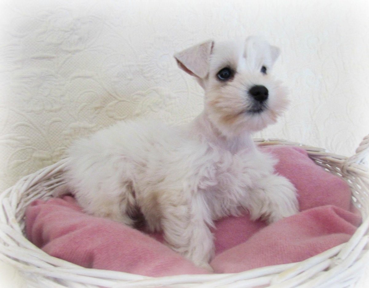 Гипоаллергенный терьер