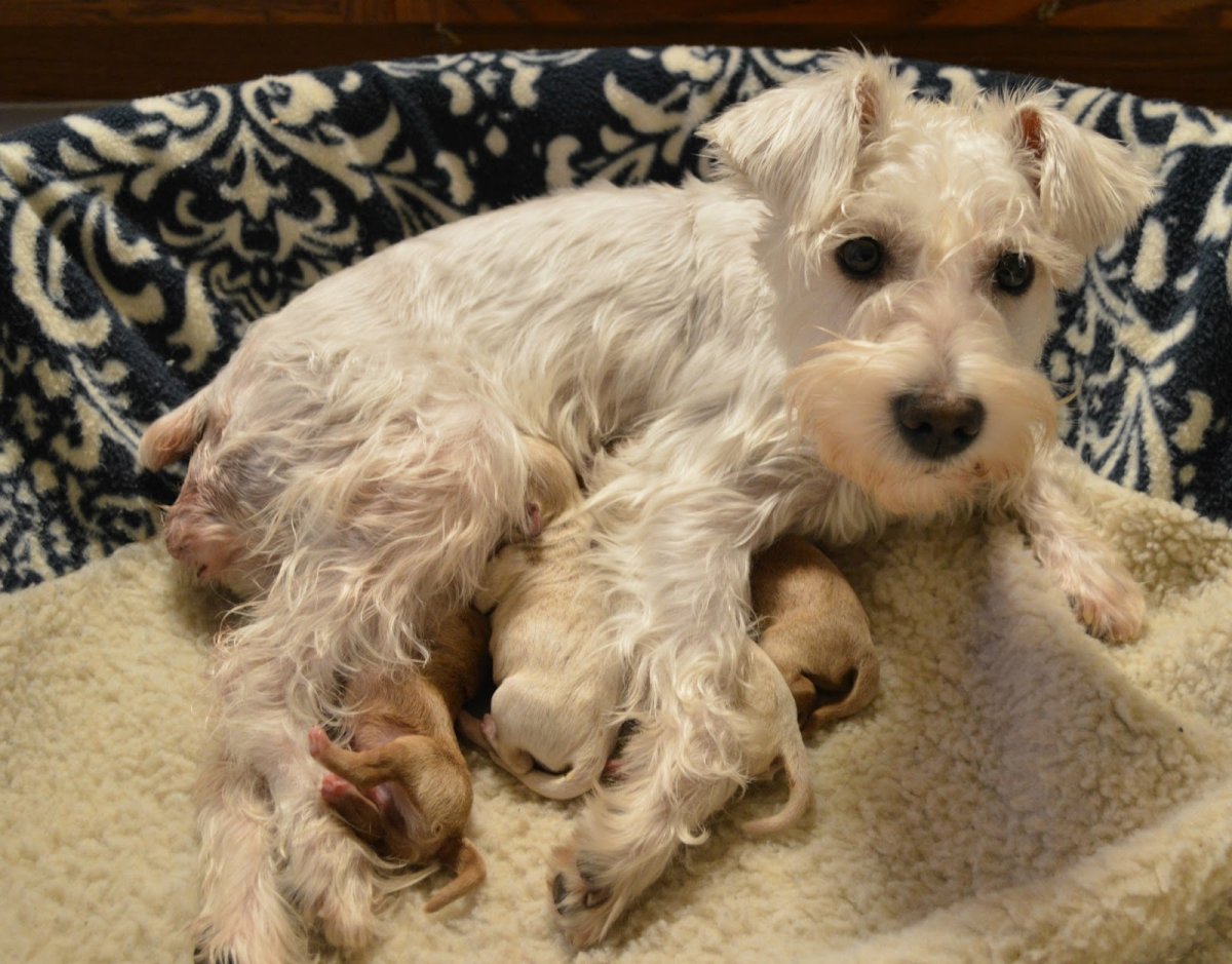 Собаки с неаллергичной шерстью