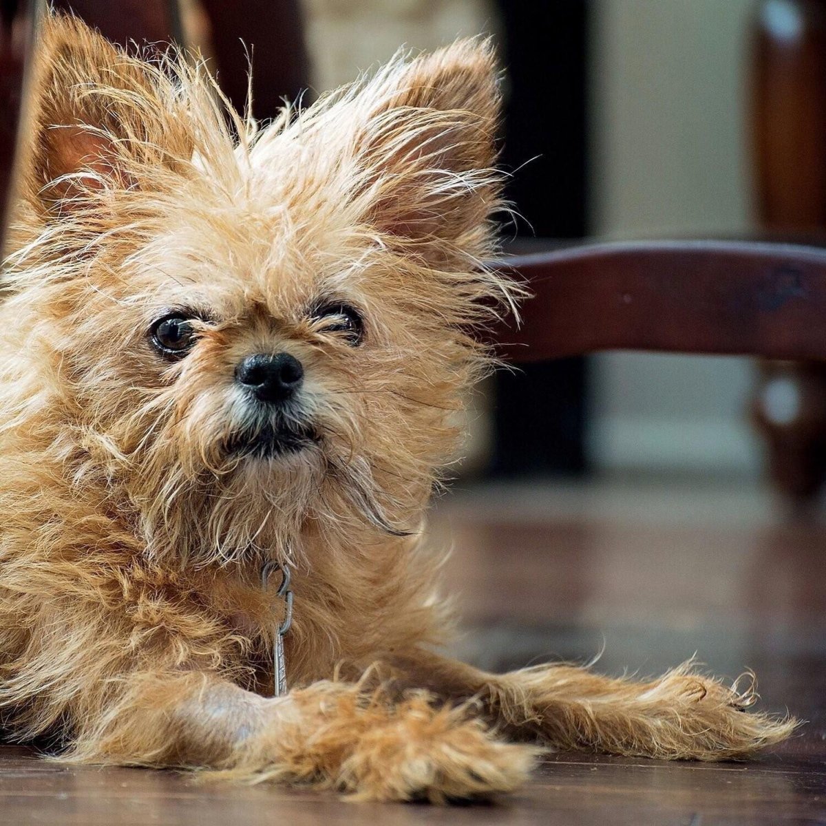 Собачка антиаллергенная порода