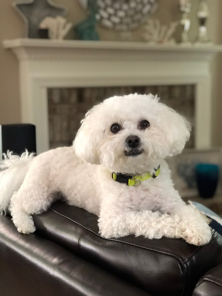 Бишон фризе