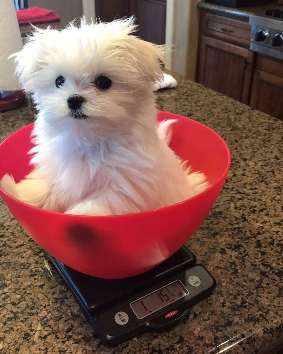 Гипоаллергенные собаки