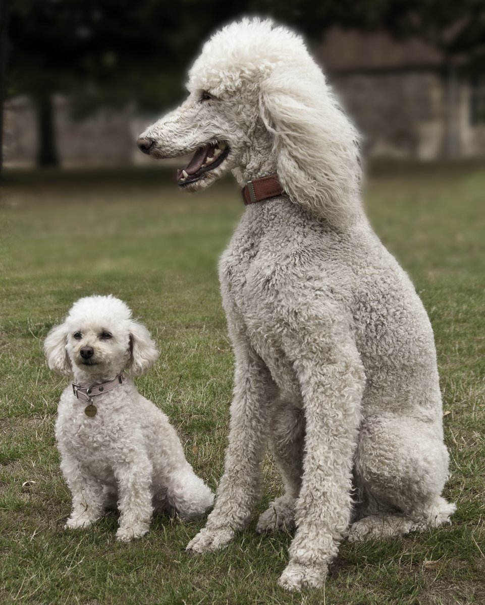 Породы гипоаллергенных собак