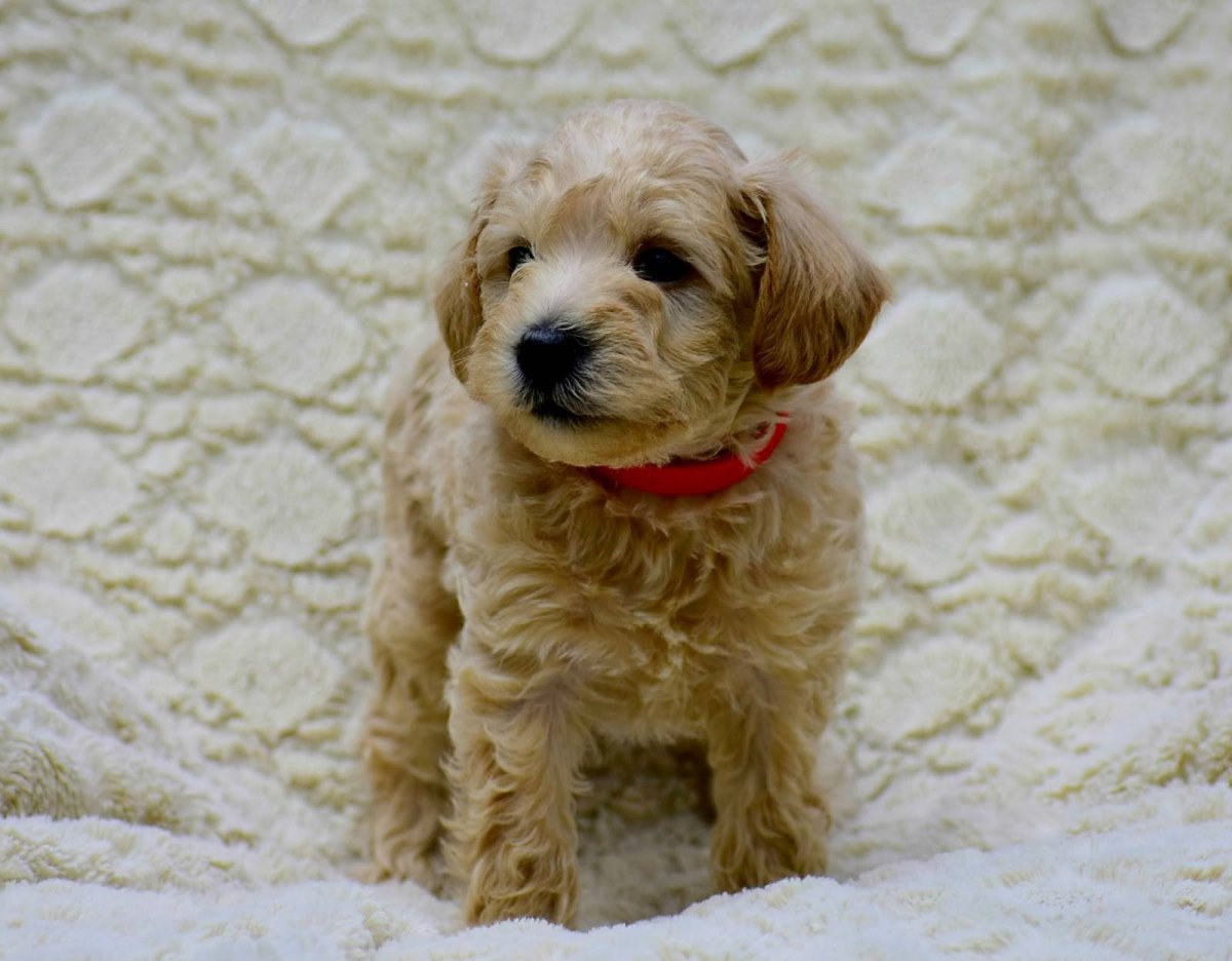 Лабрадудль собака