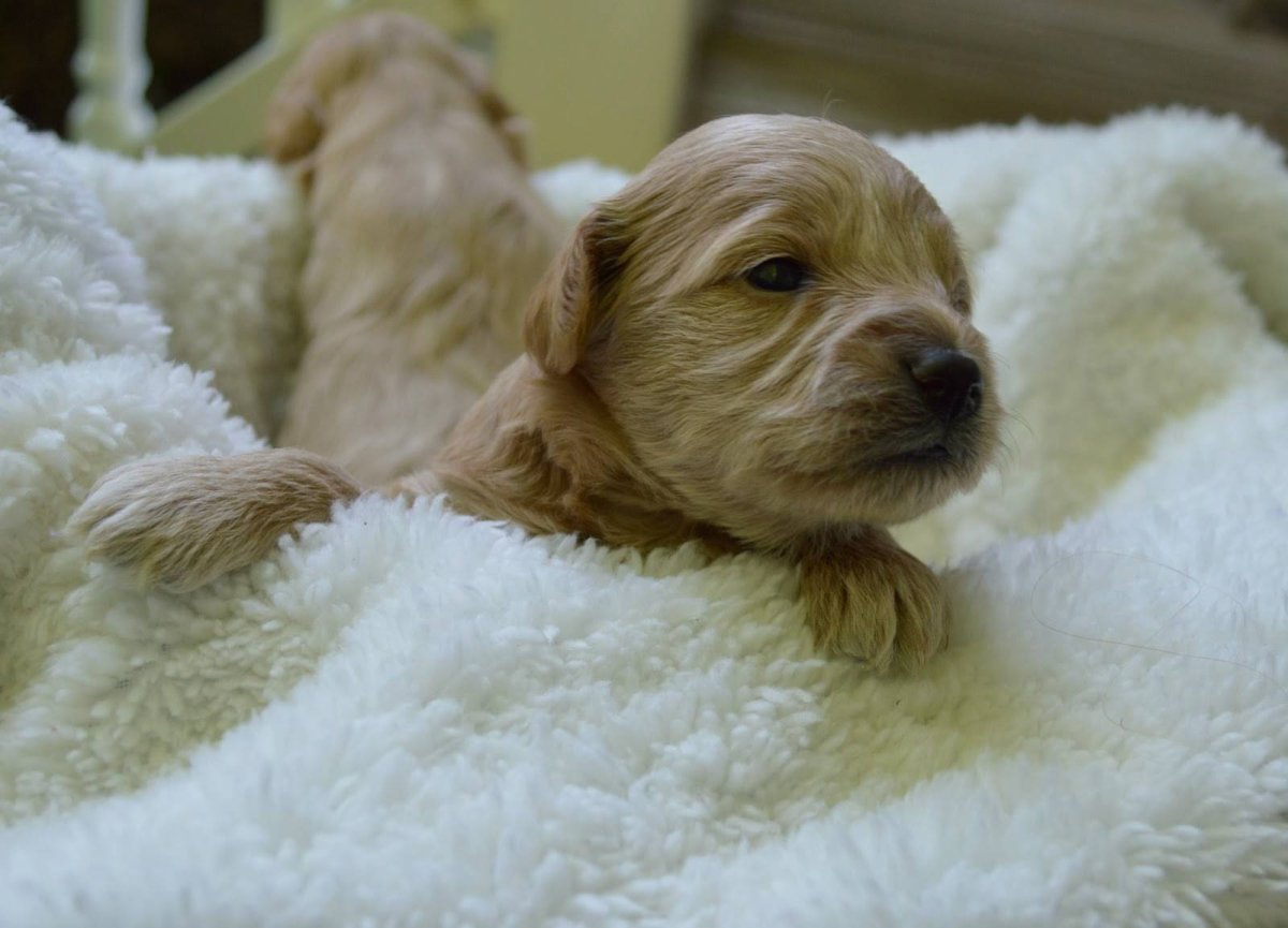 Собаки для аллергиков