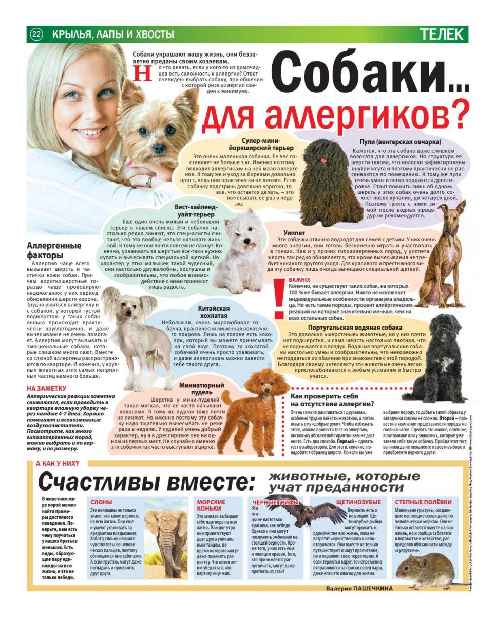 Порода собак не вызывающая аллергию