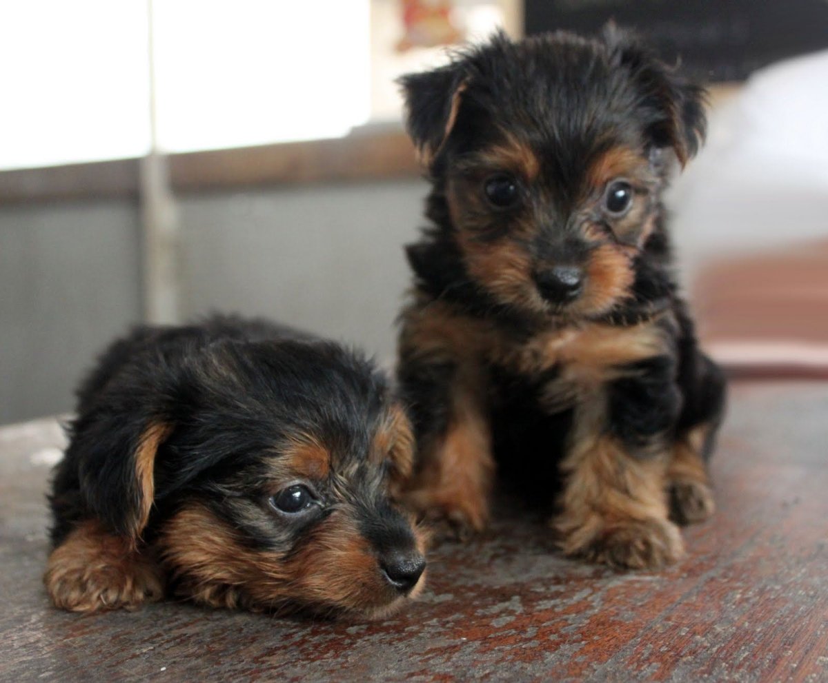 Тикап терьер