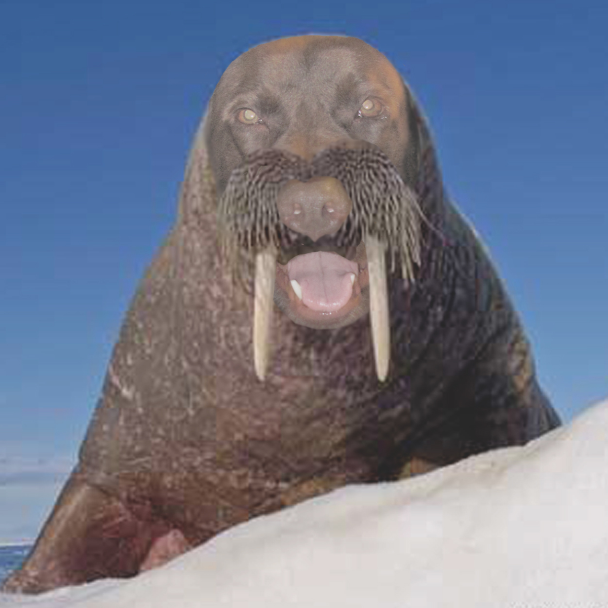 Морж Терентий