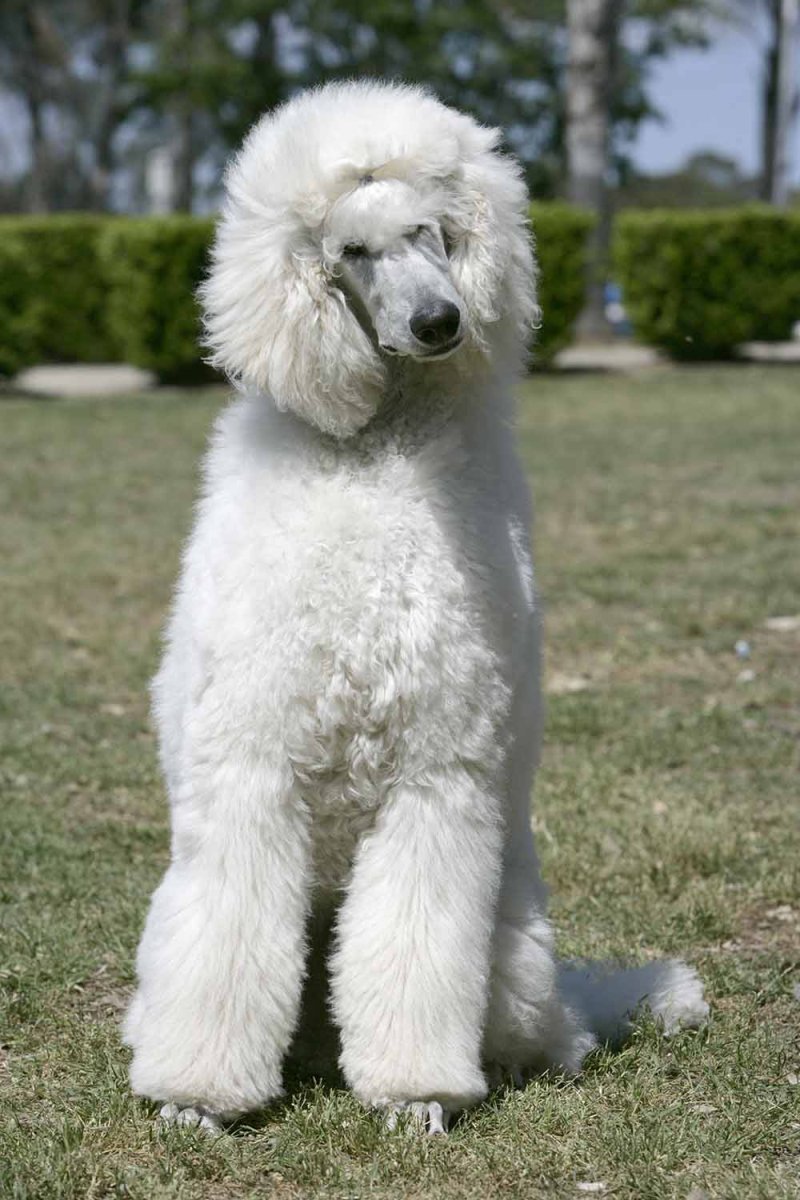 Гипоаллергенная собака