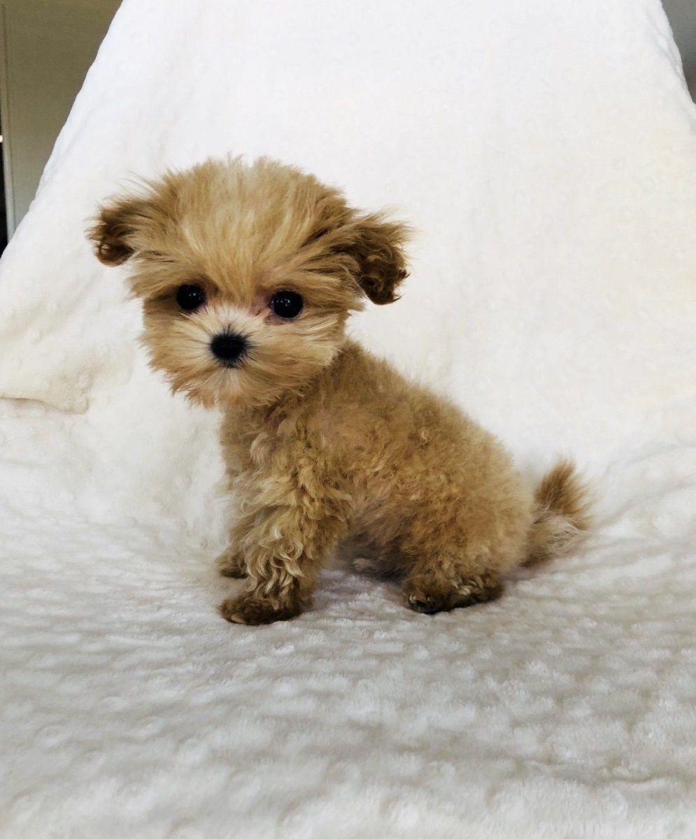 Мальтипу микро