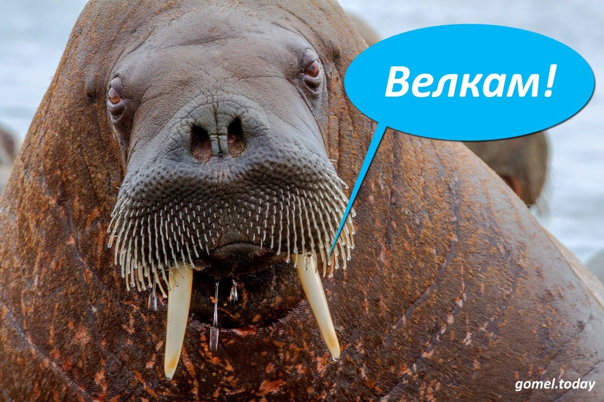 Прикольный морж