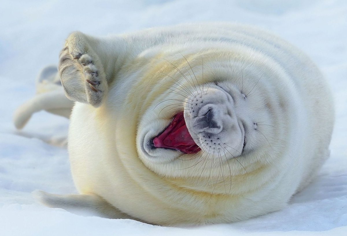 Тюлень зевает