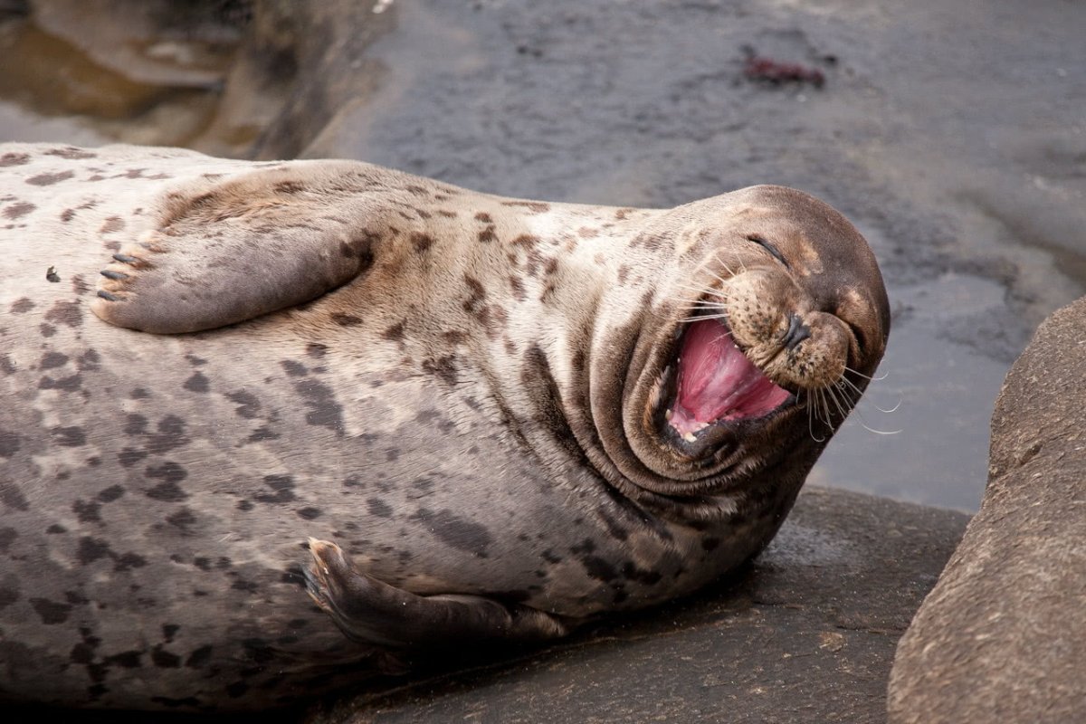 Тюлени морские котики нерпы моржи