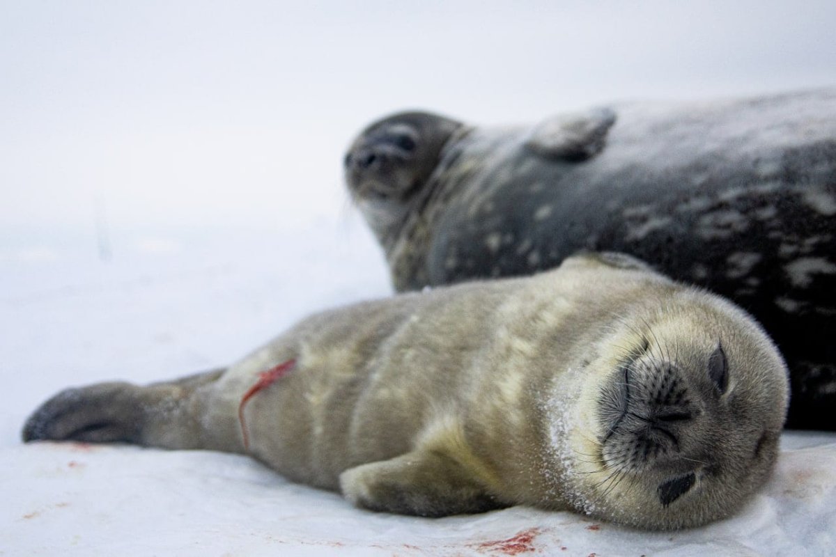 Тюлень для детей