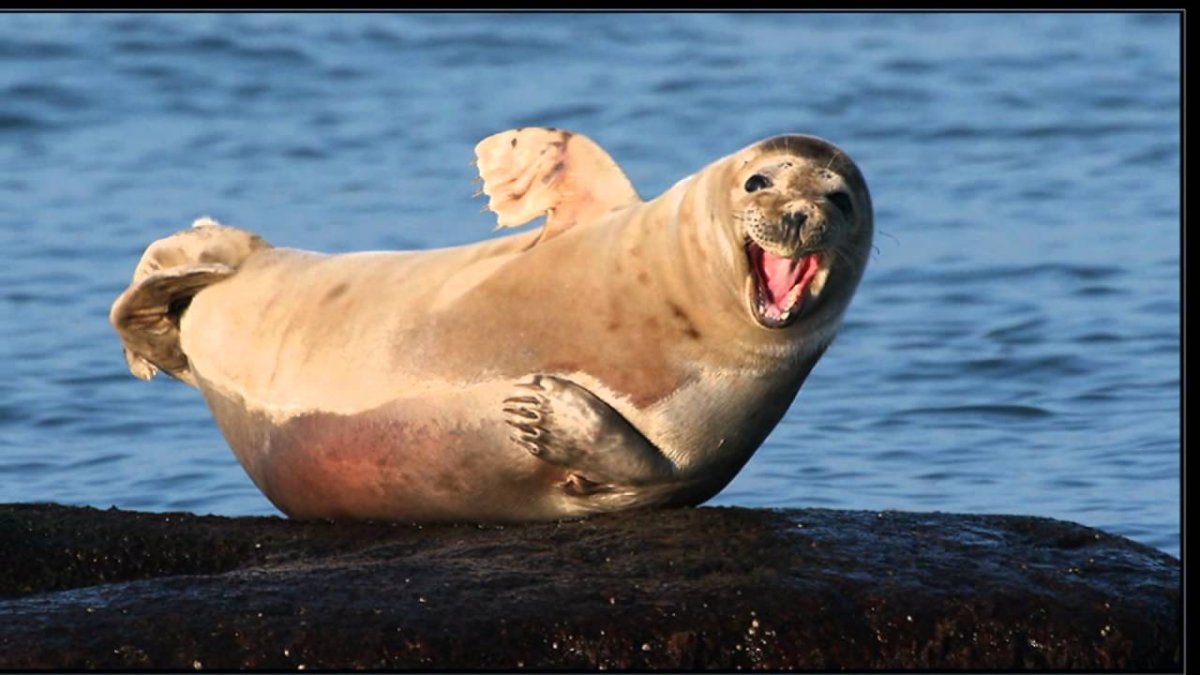 Моржи, тюлени, сивучи, морские львы.