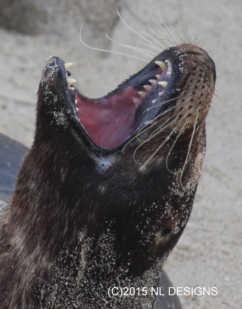 Зуб морского Льва сивуча