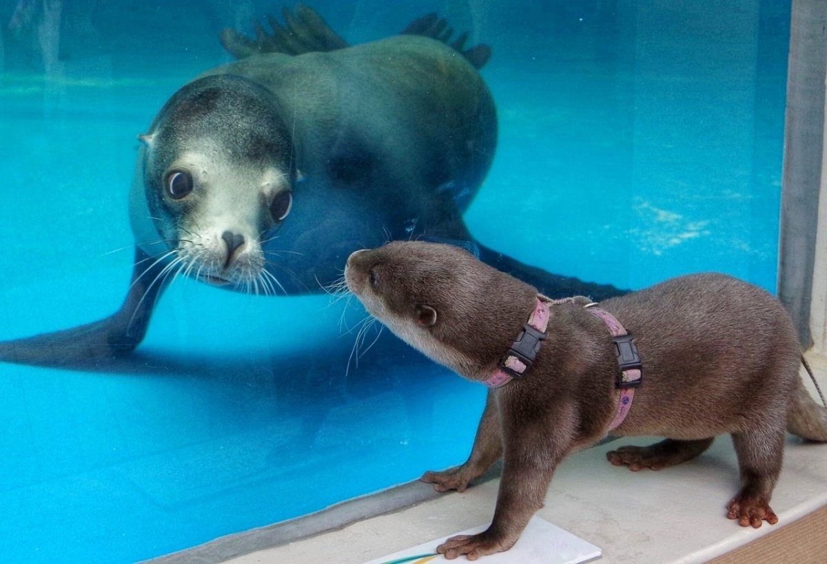 Выдра и тюлень