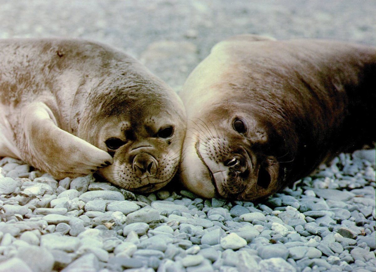 Моржи, тюлени, нерпы