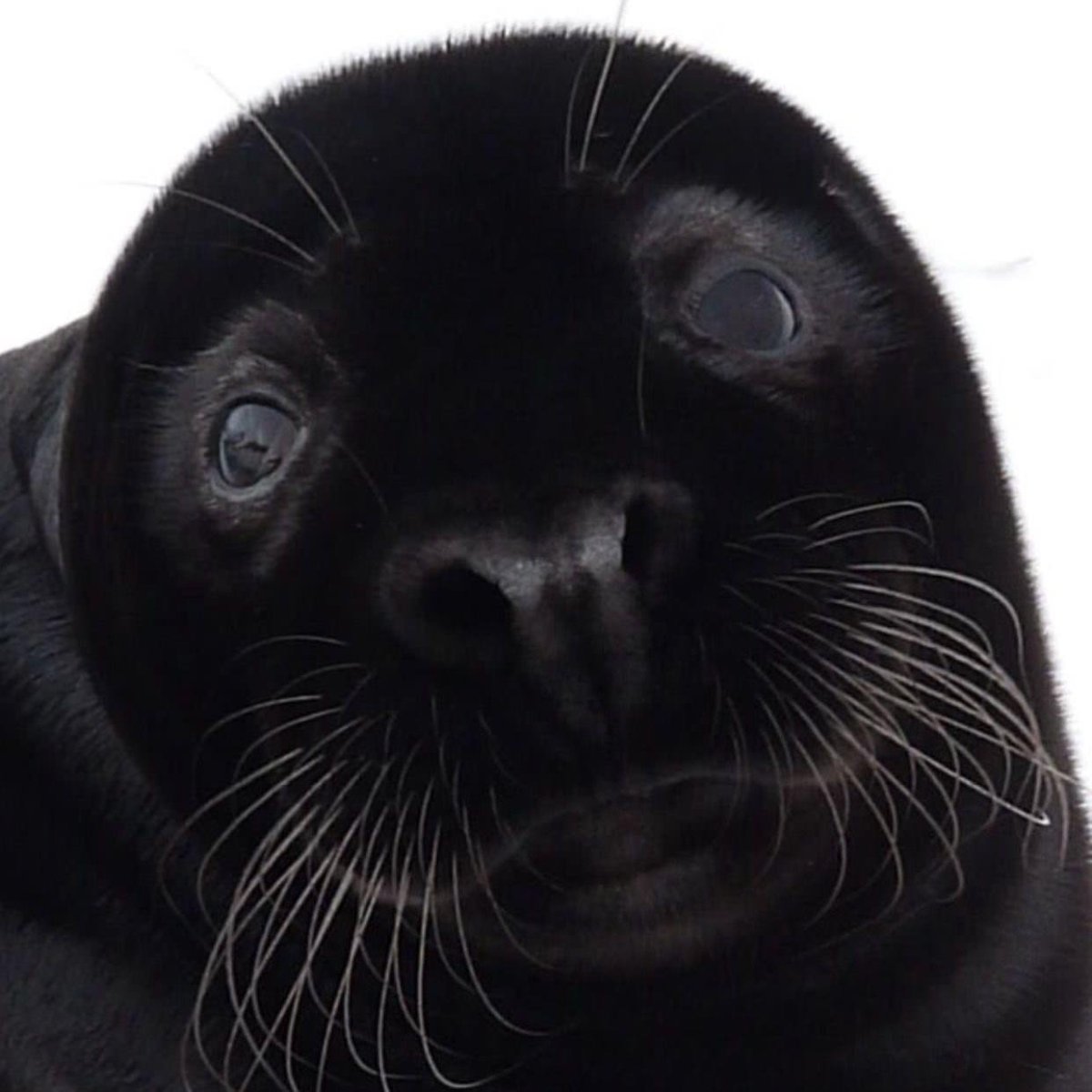 Нерпа Байкальская черная